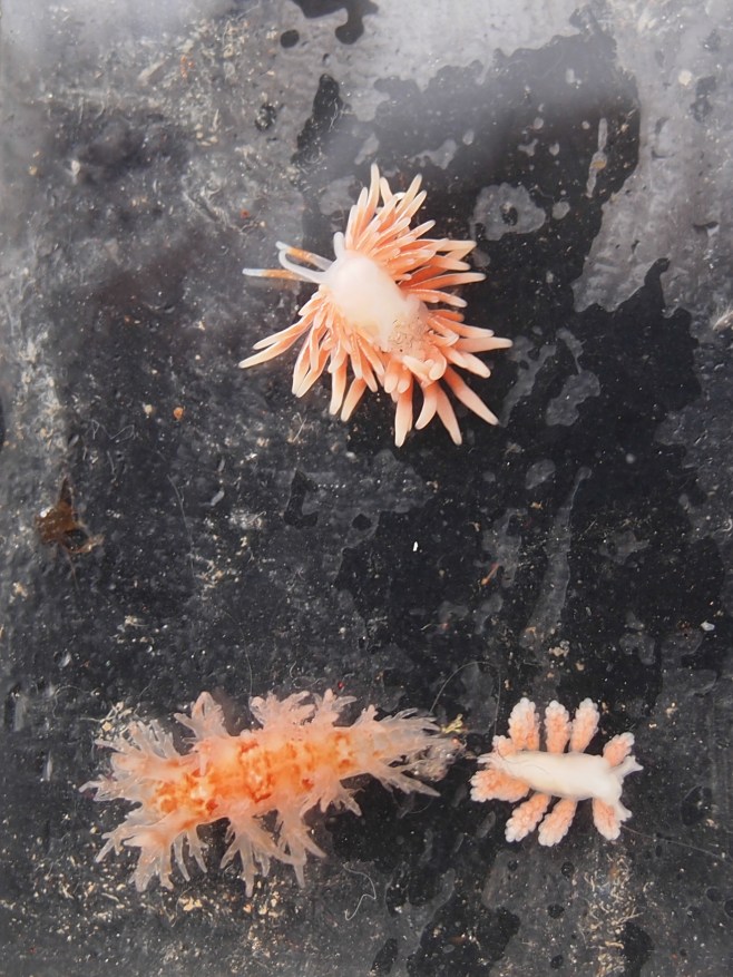 3 nudibranch species on the aural that had been at 226 m. Photo: Hildering.
