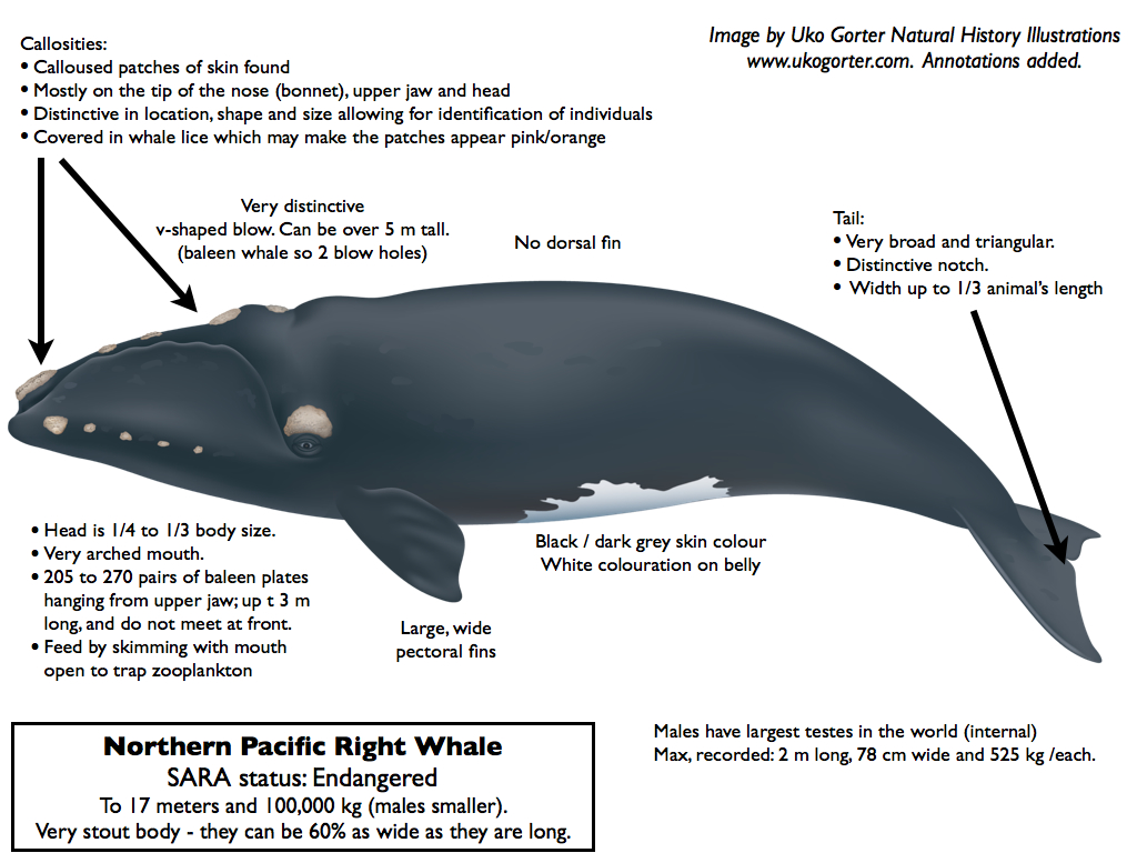 Annotated diagram of a North Pacific right whale. Image by Uko Gorter Natural History Illustrations. Annotations ©Jackie Hildering; The Marine Detective.
