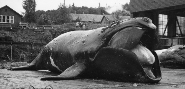 North Pacific right whale at the Coal Harbour whaling station in 1951. Photo credit: Pacific Biological Station, DFO.