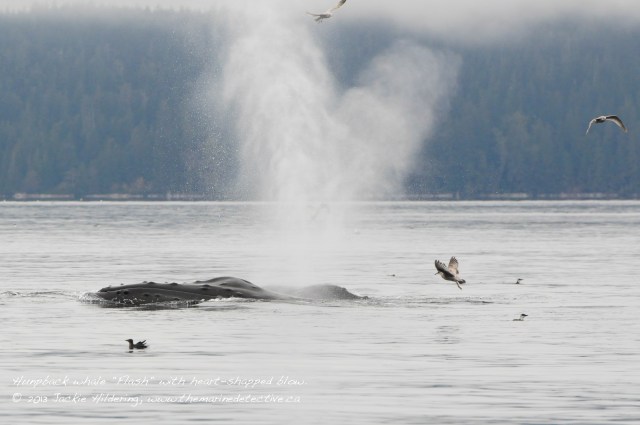 October 2013 - Heart-shaped blow from humpback "Flash". © 2013 Jackie Hildering