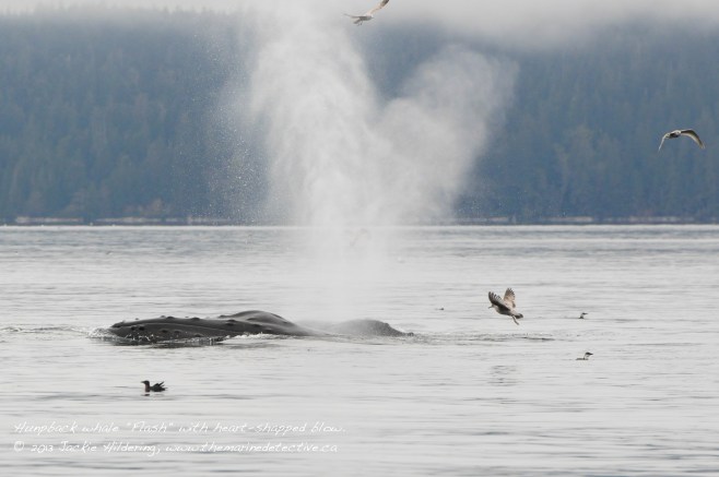 October 2013 - Heart-shaped blow from humpback "Flash". © 2013 Jackie Hildering