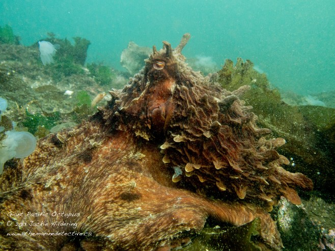 Giant Pacific Octopus #1 with hooded nudibranchs in the background © 2013 Jackie Hildering