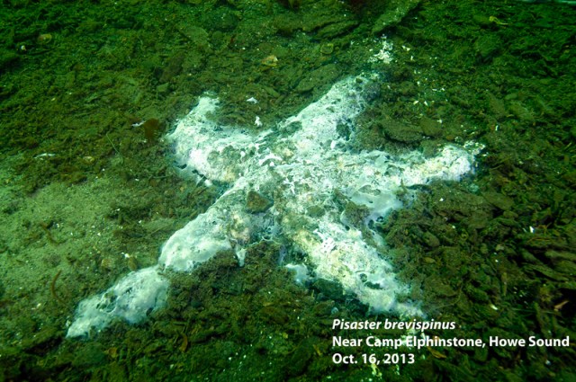 What was once a giant pink star. Photo and descriptor - Neil McDaniel; www.seastarsofthepacificnorthwest.info Click to enlarge.