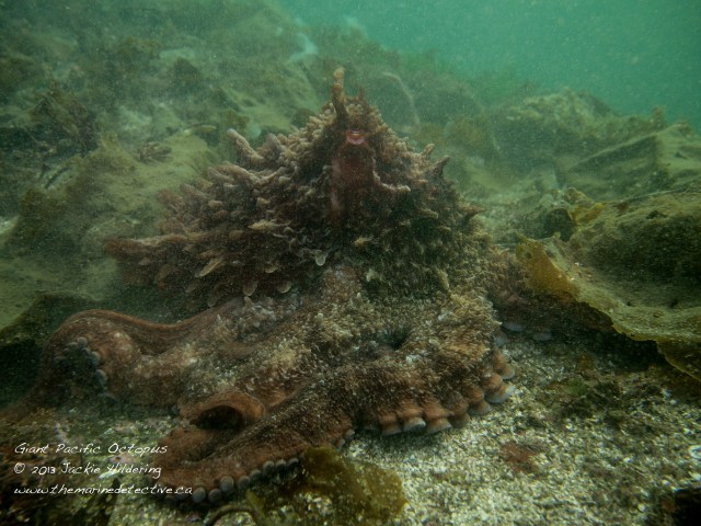 Giant Pacific Octopus #1 shortly after we'd both collected ourselves. © 2013 Jackie Hildering