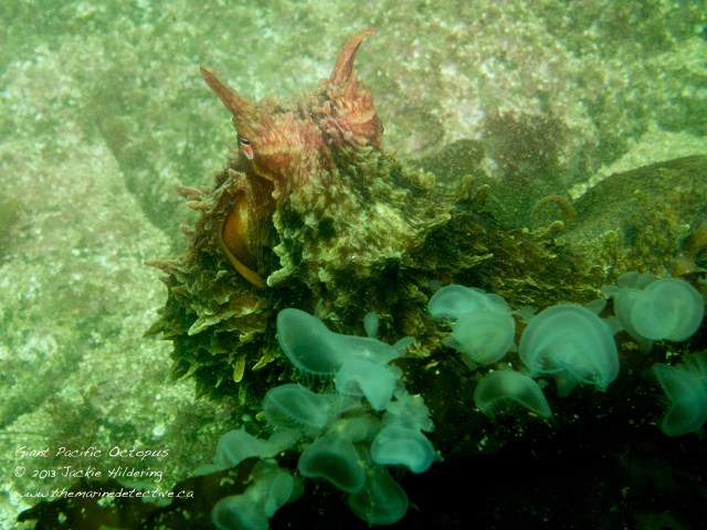 Getting checked out by Giant Pacific Octopus #1. Hooded nudibranchs in the foreground. © 2013 Jackie Hildering