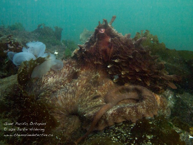 Giant Pacific Octopus #1 with hooded nudibranchs © 2013 Jackie Hildering