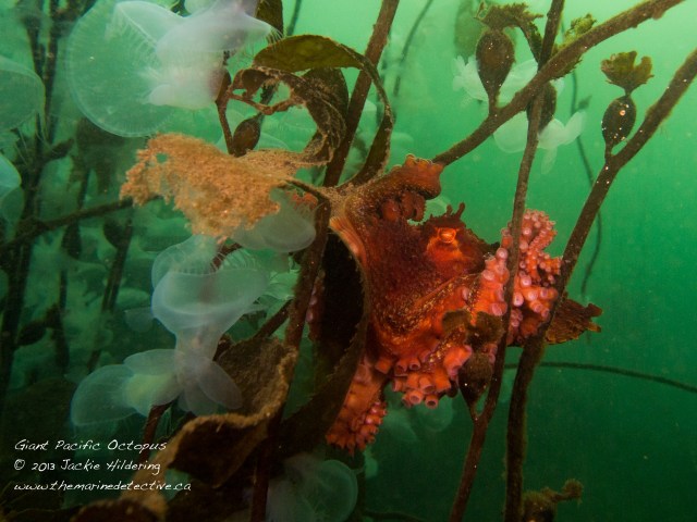 Giant Pacific Octopus #2 - much smaller and using the giant kelp as a hammock. © 2013 Jackie Hildering
