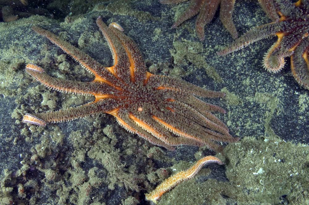 Sunflower star with sea star wasting syndrome. Photo - Neil McDaniel; www.seastarsofthepacificnorthwest.info