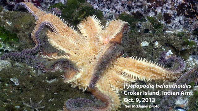 Photo and descriptor - Neil McDaniel; www.seastarsofthepacificnorthwest.info 