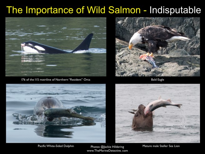 The importance of salmon ©2016 Jackie Hildering