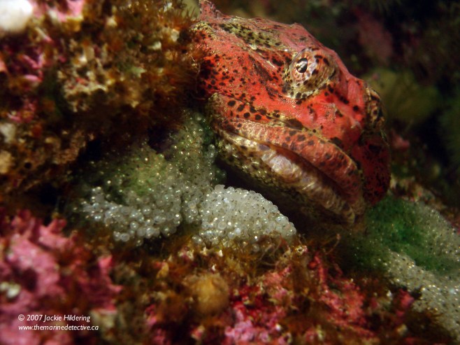 Male Buffalo Sculpin guarding egg mass. © 2013 Jackie Hildering 