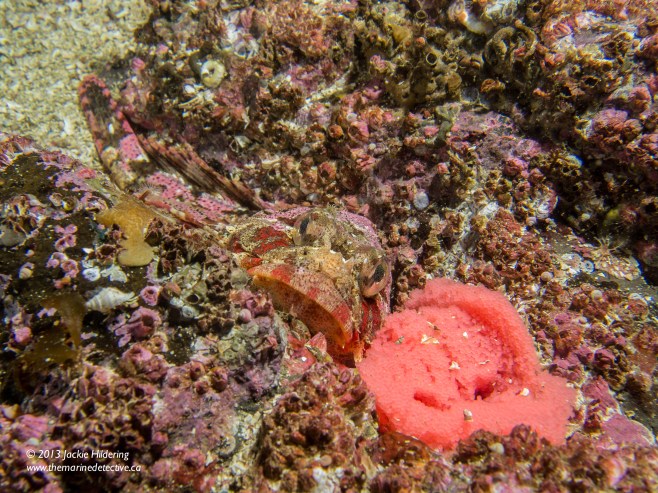 Another male Red Irish Lord guarding an egg mass - note the very different coloured eggs from the previous image. © 2013 Jackie Hildering 