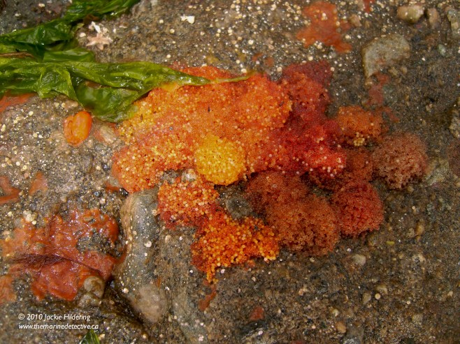 Egg masses from at least 4 different female scalyhead sculpins (each female's eggs have a different colour). © 2013 Jackie Hildering 