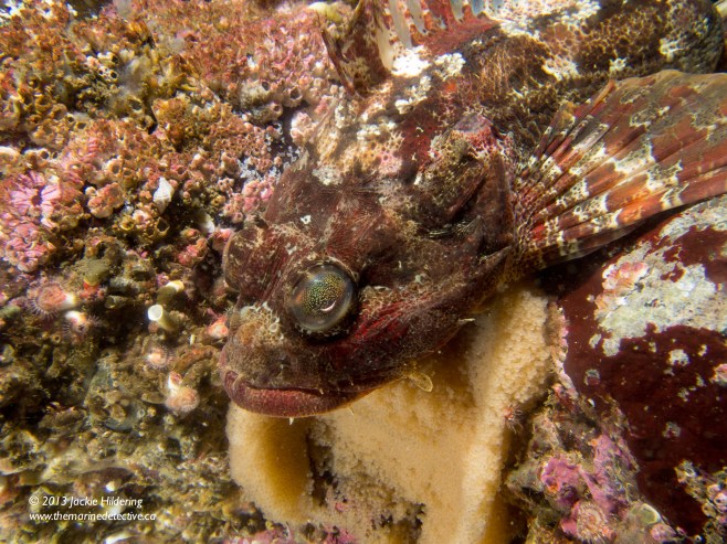 Male Red Irish Lord guarding egg mass. © 2013 Jackie Hildering 