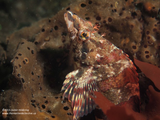 Painted greenling. © 2013 Jackie Hildering 