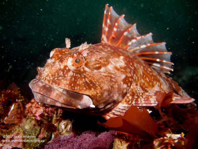Male Cabezon guarding egg masses from multiple females (egg masses different colours). © 2013 Jackie Hildering 
