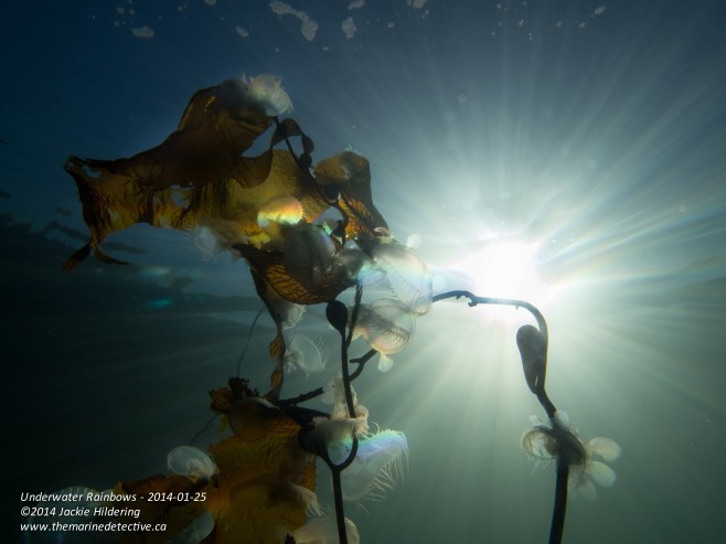 Hooded nudibranchs on giant kelp at about 3 m. © 2014 Jackie Hildering