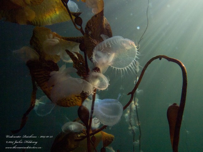 Hooded nudibranchs on giant kelp at about 3 m. © 2014 Jackie Hildering