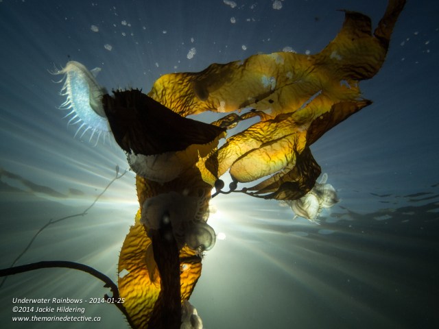Hooded nudibranchs on giant kelp at about 3 m. © 2014 Jackie Hildering