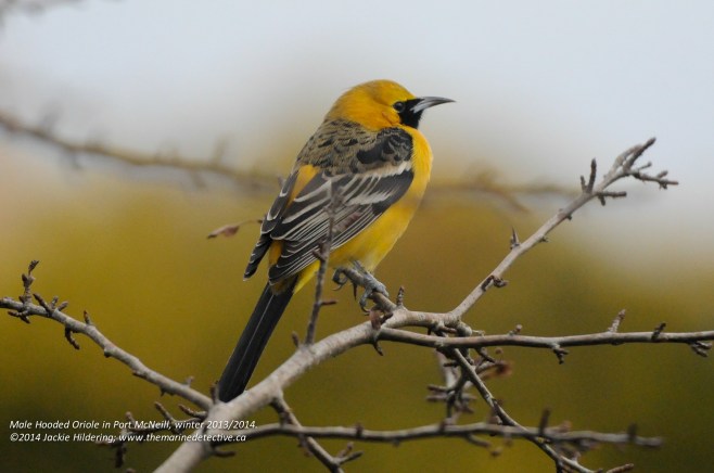 The photo I sent to the bird experts, timidly asking if indeed this was a male Hooded Oriole. Jeremy Gatten, would recount in his blog “I received an e-mail from Port McNeill resident Jackie Hildering about a bird that she thought might be a Hooded Oriole.  It's a good thing I was sitting on a couch because the attached photo would have knocked me to the floor if I was on a chair or stool!  The extremely crisp, full-frame shot showed a healthy, vibrant male Hooded Oriole in winter plumage.” http://naturalestnaturalist.blogspot.ca/2014/01/a-dick-and-hoor-longest-hardest-wettest.html
