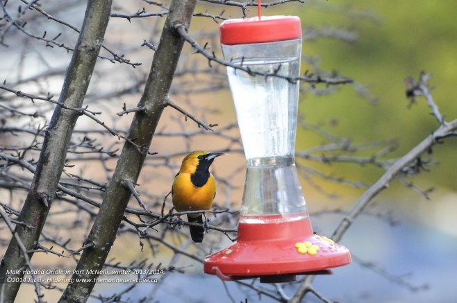 Male Hooded Oriole at the feeder.  © 2014 Jackie Hildering
