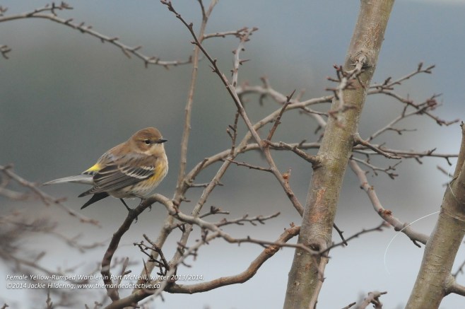 Female Yellow-Rumped Warbler. She's so territorial - chasing the Anna's Hummingbirds away and sometimes even bombs the much bigger Male Hooded Oriole. She is very often near the Oriole. © 2014 Jackie Hilderin