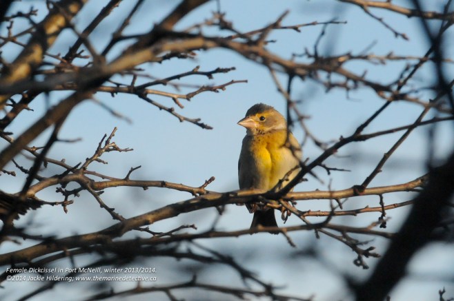 Female Dickcissel - quite difficult to discern her from the House Sparrows if the light is low and you can't see the yellow markings © 2014 Jackie Hildering