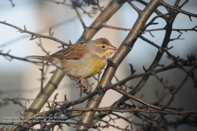 Female Dickcissel - quite difficult to discern her from the House Sparrows if the light is low and you can't see the yellow markings © 2014 Jackie Hildering