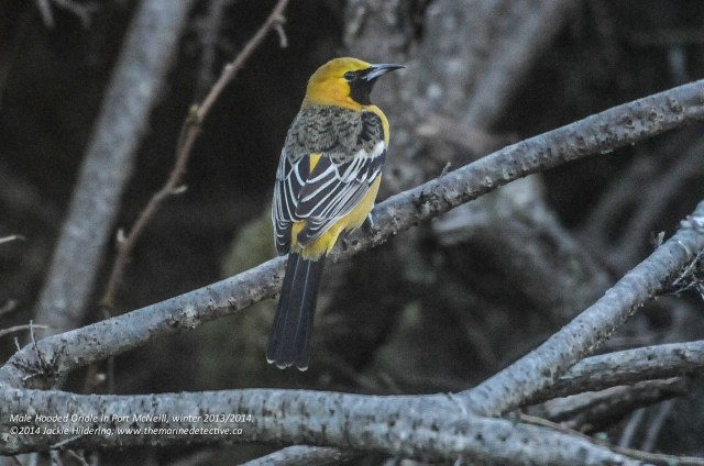 Male Hooded Oriole. © 2014 Jackie Hildering