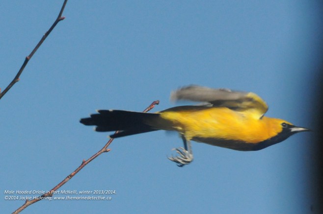 Male Hooded Oriole in flight © 2014 Jackie Hildering