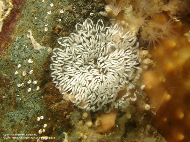 Opalescent nudibranch egg mass. http://jackiehildering.smugmug.com/Underwater/Sea-slugs/