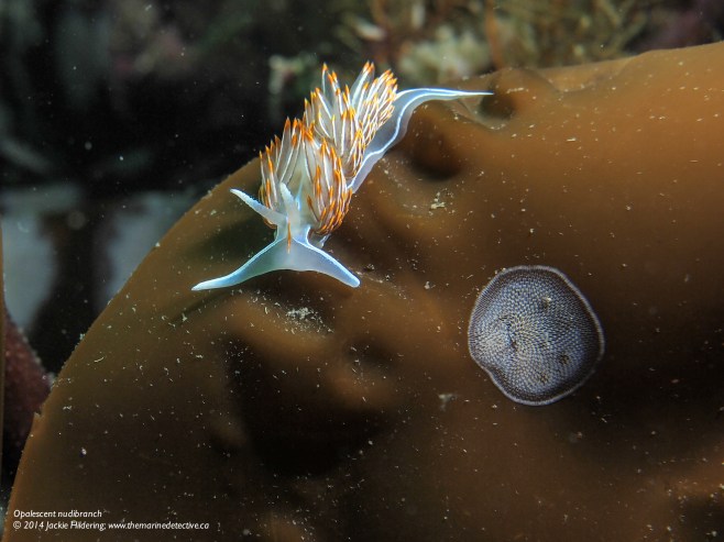 Opalescent nudibranch. The white batch is a colony of animals known as kelp-encrusting bryozoan. © 2014 Jackie Hildering; www.themarinedetective.ca