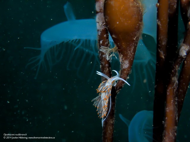 Opalescent nudibranch © 2014 Jackie Hildering; www.themarinedetective.ca 