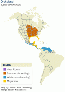 Winter range of Dickcissels marked in blue. Source: Cornell Lab of Ornithology -  - see this link for more information and a larger map    http://www.allaboutbirds.org/guide/Dickcissel/id 