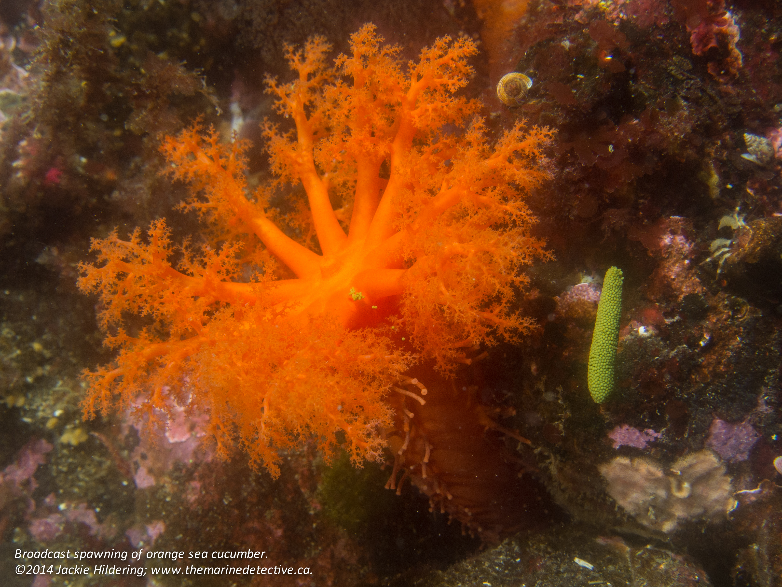 The same female orange sea cucumber 1 minute later, releasing the egg pellet. Click to enlarge. © 2014 Jackie Hildering; www.themarinedetective.ca