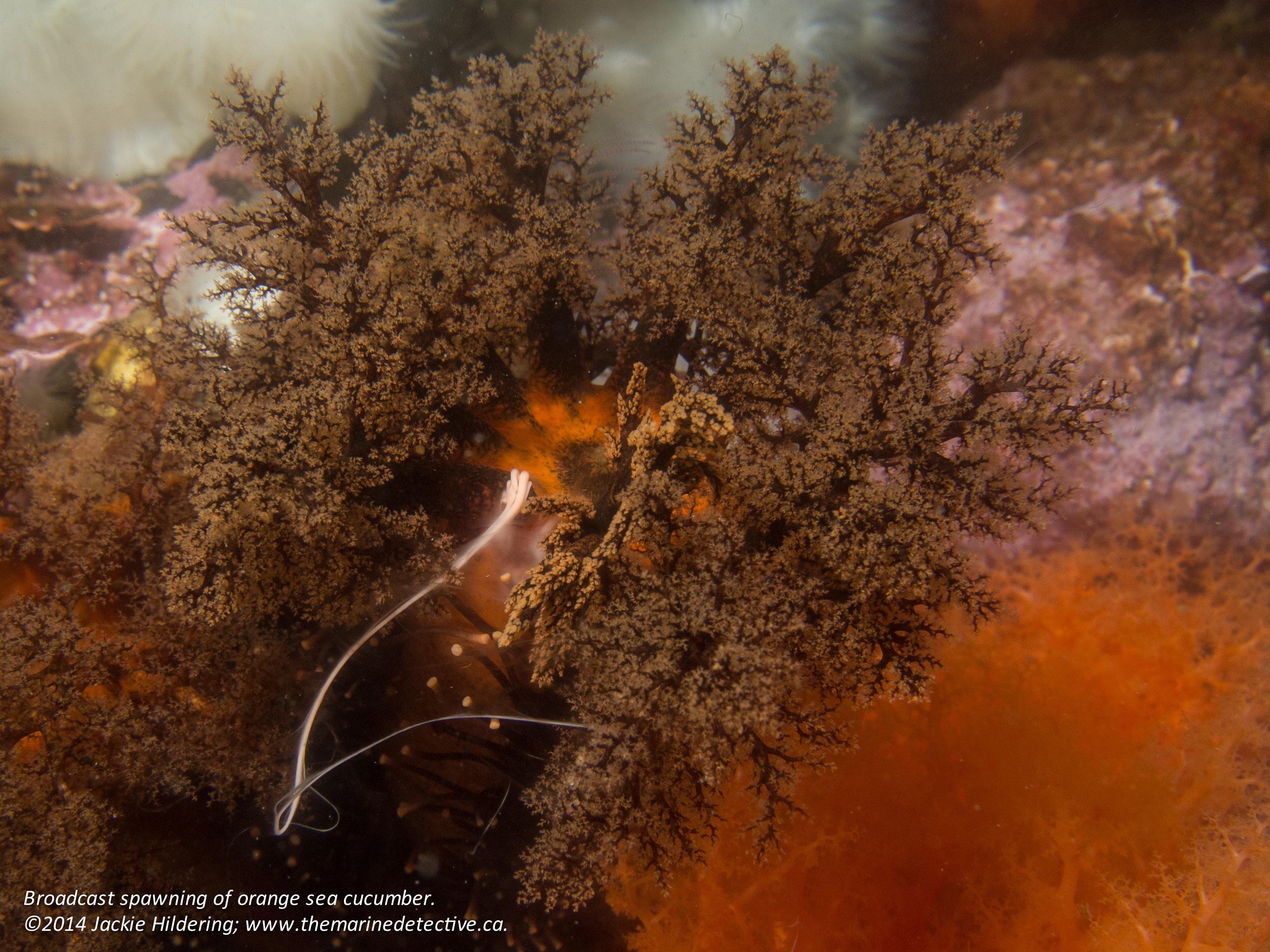 Another spawning male. Orange sea cucumbers can also be this darker colour. Click to enlarge. © 2014 Jackie Hildering; www.themarinedetective.ca
