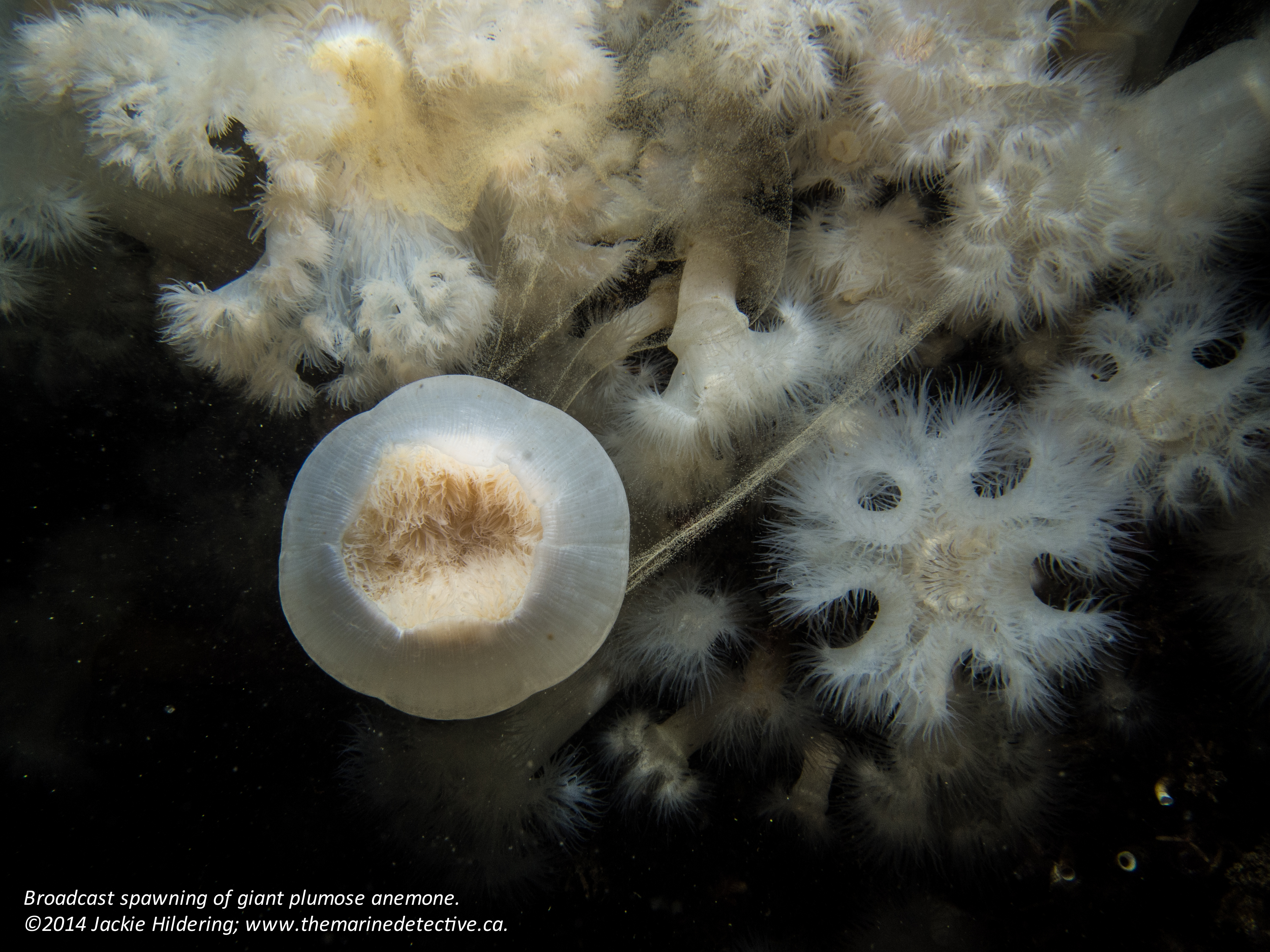 Spawning giant plumose anemone. Click to enlarge. © 2014 Jackie Hildering; www.themarinedetective.ca