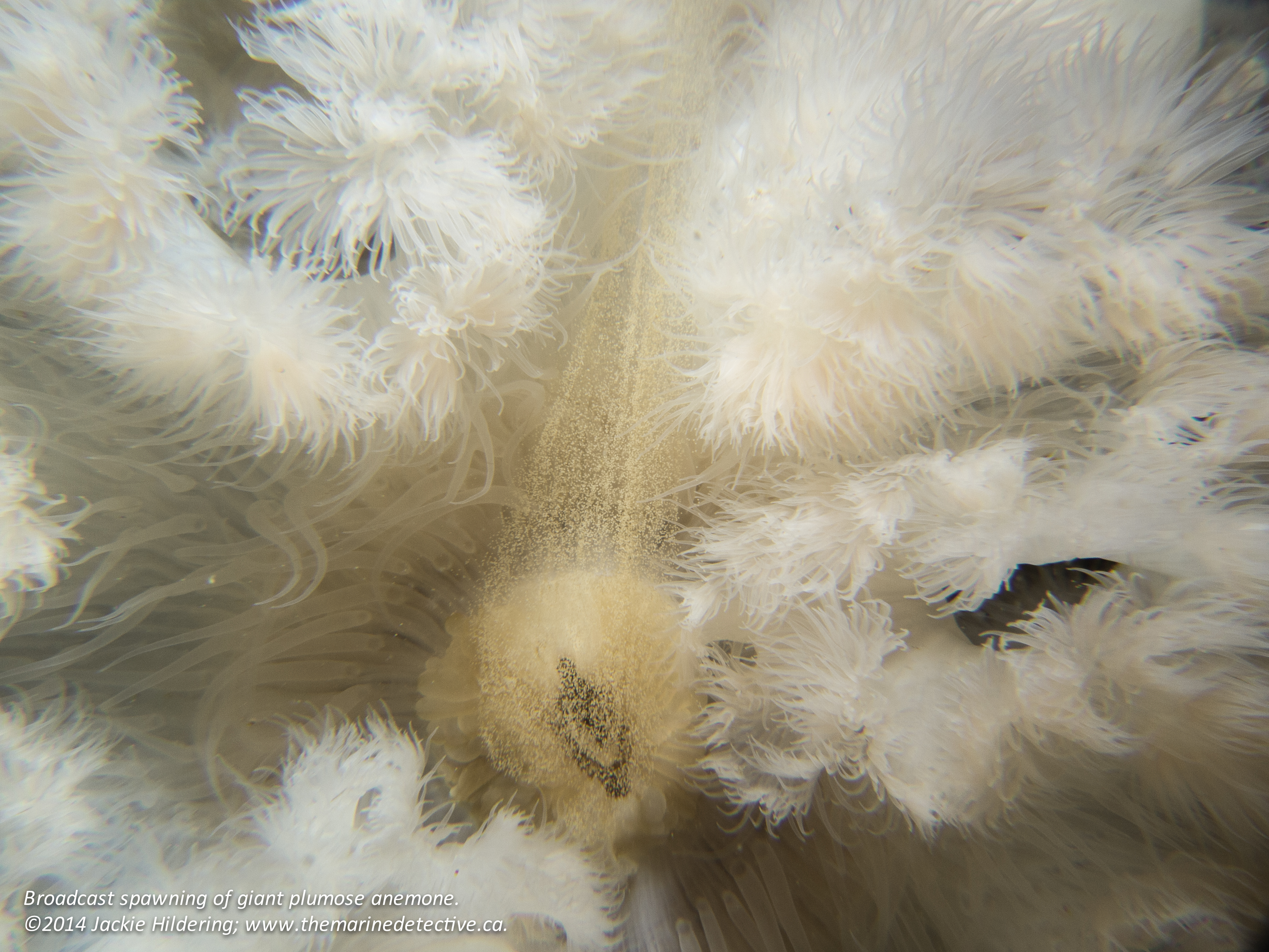 Giant plumose anemone releasing gametes. Click to enlarge. © 2014 Jackie Hildering; www.themarinedetective.ca