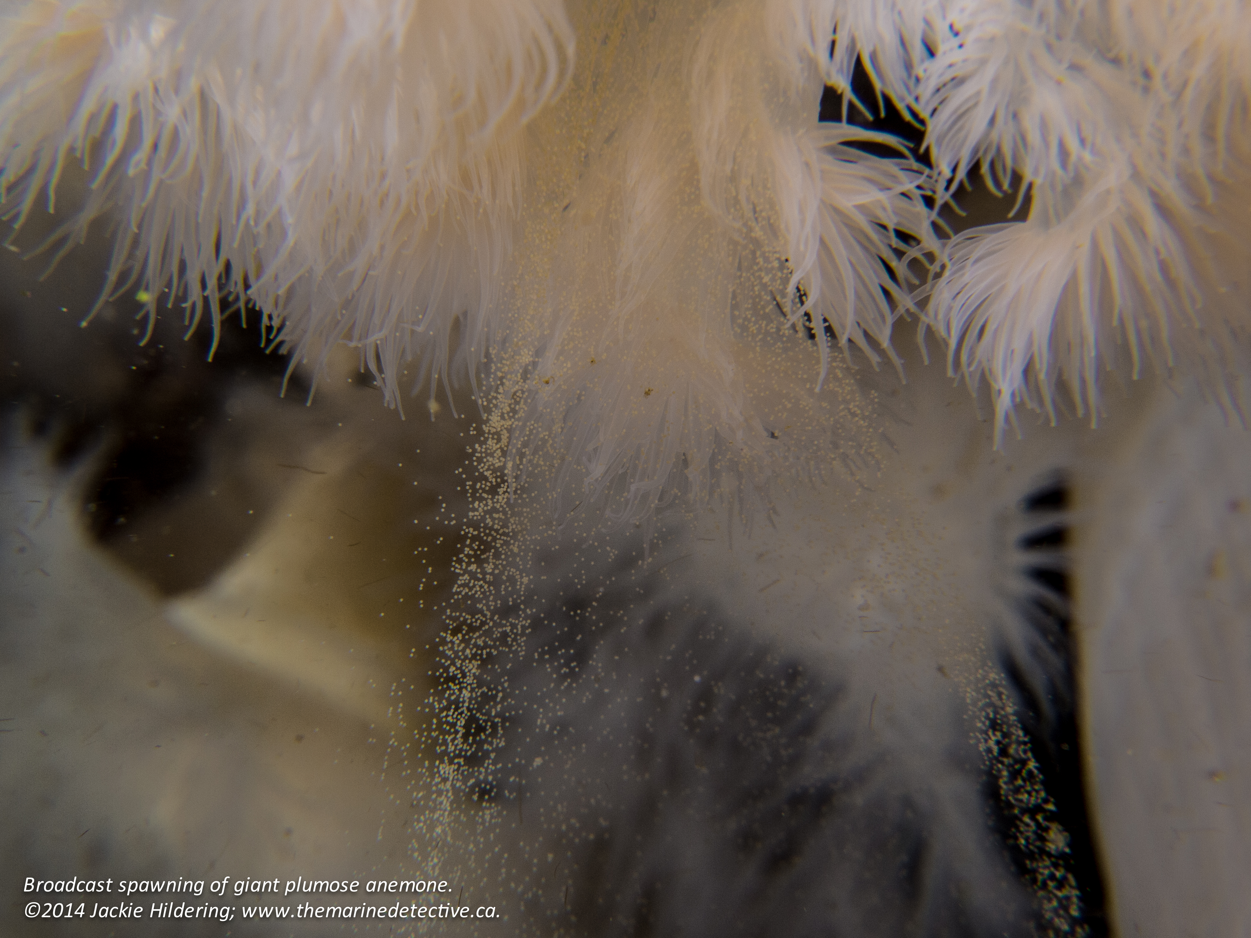 Giant plumose anemone releasing gametes. Click to enlarge. © 2014 Jackie Hildering; www.themarinedetective.ca