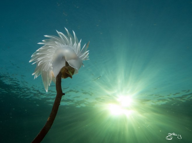 Alabaster Nudibranch on Giant Kelp (horizontal) at only 3 m depth; species to 18 cm. So much beauty, mystery and fragility is hidden just below the surface. ©Jackie Hildering; themarinedetective.ca.