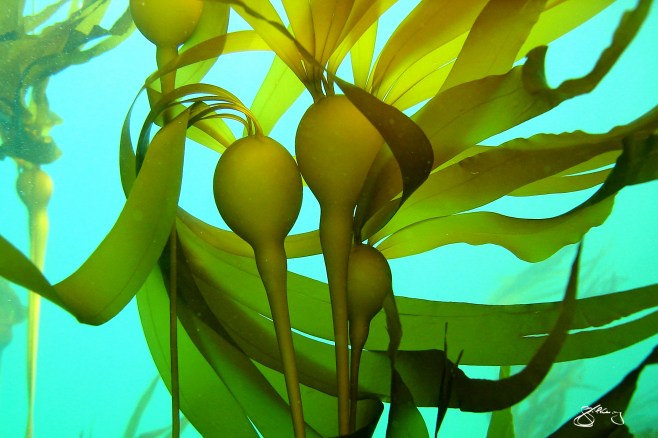 Bull Kelp Forest ("Family")- habitat for ~750 species and up to 36 m in length. Marine algae, from the microscopic to these giants, produce ~70% of our O2. ©Jackie Hildering; themarinedetective.ca.