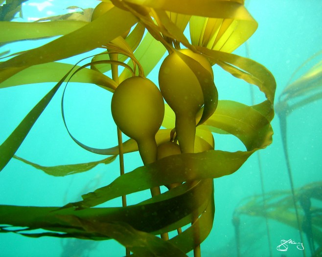 Bull Kelp Forest ("Hugs") - habitat for ~750 species and up to 36 m in length. Marine algae, from the microscopic to these giants, produce ~70% of our O2. ©Jackie Hildering; themarinedetective.ca.