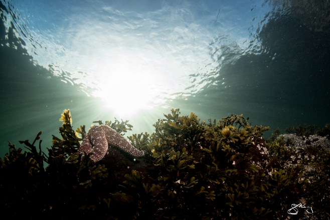 23. Ochre Star, just under the surface. ©Jackie Hildering; http://www.themarinedetective.ca