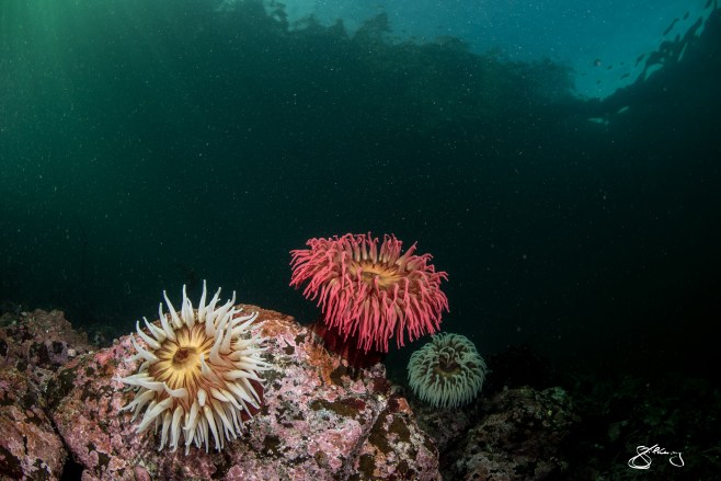 24. Rose Anemones in the shallows, looking like underwater fireworks! ©Jackie Hildering; http://www.themarinedetective.ca