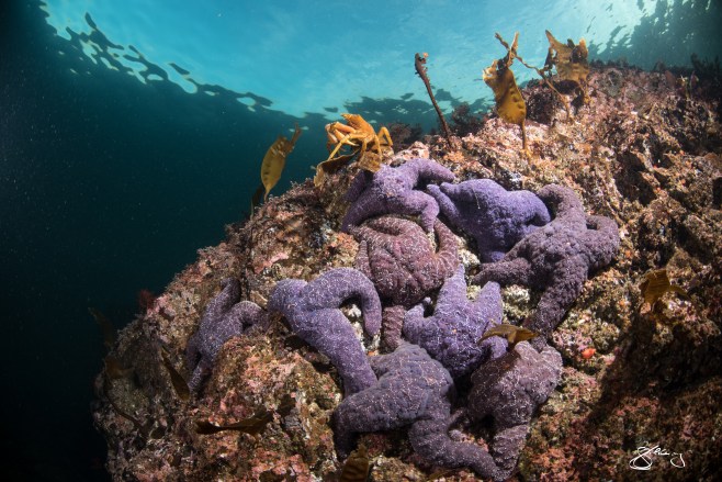 Just under the surface . . . so much beauty and fragility. Northern Kelp Crab atop rock studded with Ochre Sea Stars at about 3m depth. ©Jackie Hildering; http://www.themarinedetective.ca