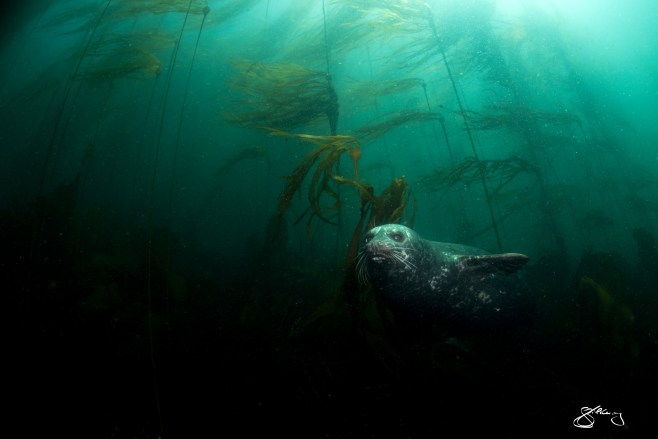 Pacific Harbour Seal emerging from a Bull Kelp forest. ©Jackie Hildering; http://www.themarinedetective.ca