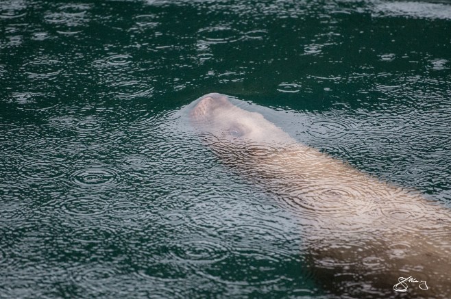 26. The Interface - Steller Sea Lion just before he breaks through the surface to breathe the very air we do. ©Jackie Hildering; http://www.themarinedetective.ca