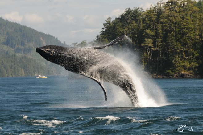 “KC” the Humpback Whale breaching (#1); born in 2002 and here every year since. We have a 2nd chance with these giants. Whaling only ended in this area in 1967. ©Jackie Hildering; themarinedetective.ca.