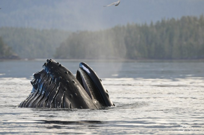 Just breathe. “Conger” the Humpback Whale exhaling at the surface. Throat pleats on left and baleen on right; breathing in the very air that you do. ©Jackie Hildering; themarinedetective.ca.