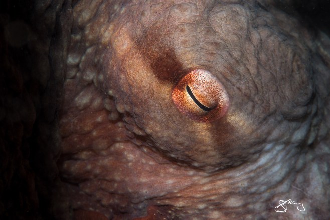 Ocean Eye - The eye of a Giant Pacific Octopus in her den. ©Jackie Hildering; TheMarineDetective.ca.
